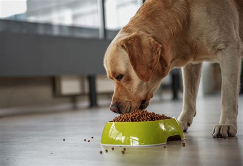  Giving them proper puppy and adult dog food will help create a healthy dog